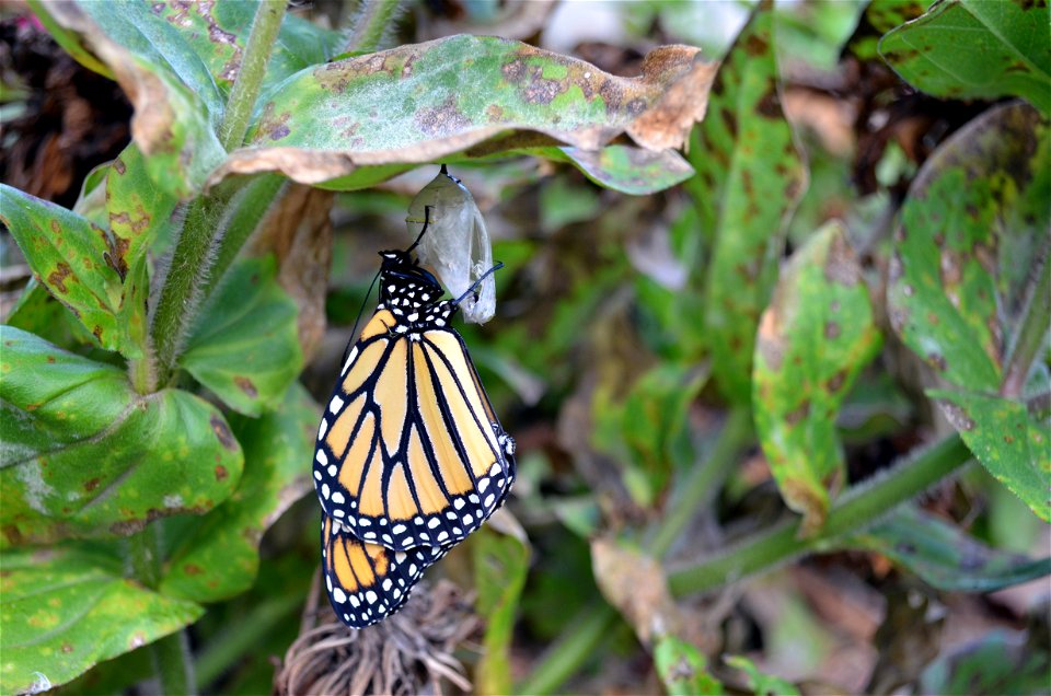 Newly emerged monarch drying