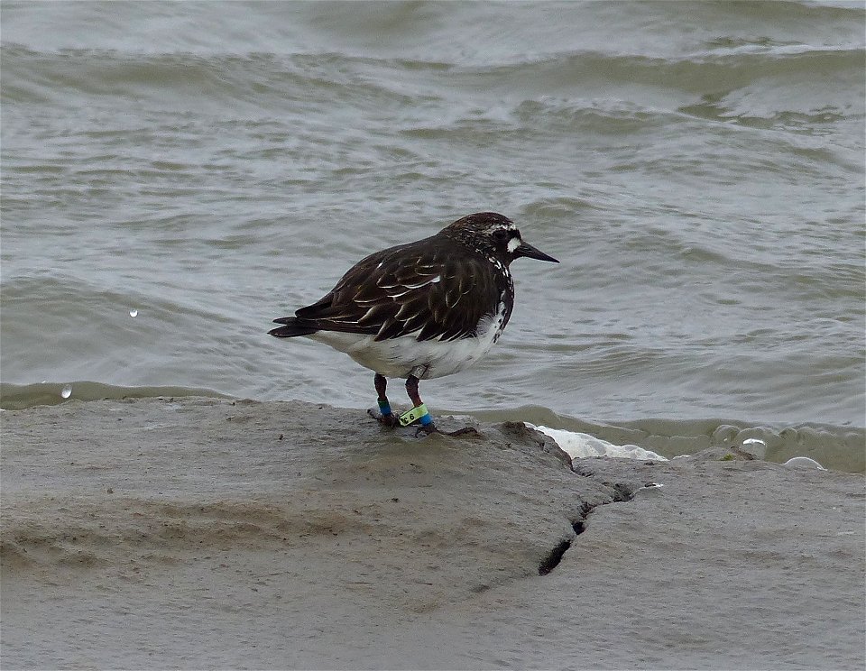 Color marked Black Turnstone