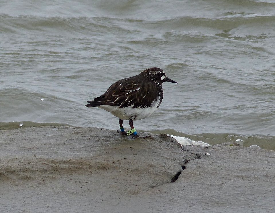 Color marked Black Turnstone photo