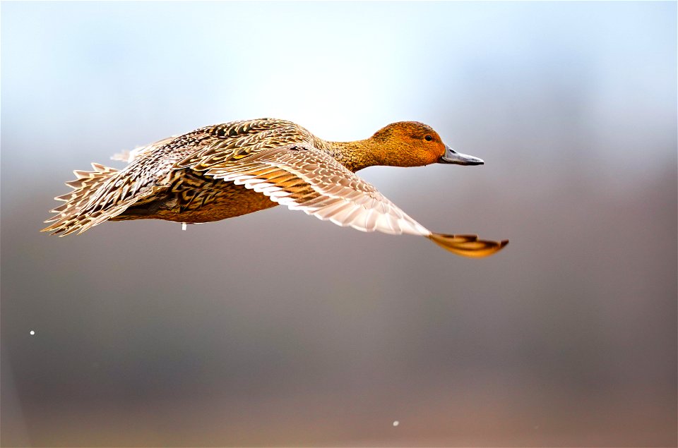 Ducks at Cosumnes River Preserve
