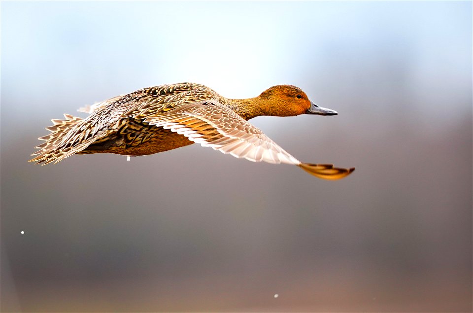 Ducks at Cosumnes River Preserve photo