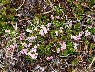 Mountain azalea_6-19-2011