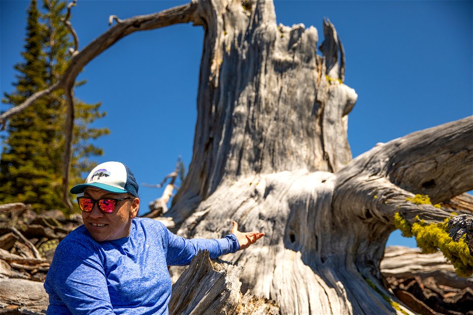 Ilawye the Great Great Grandparent Whitebark Pine Tree