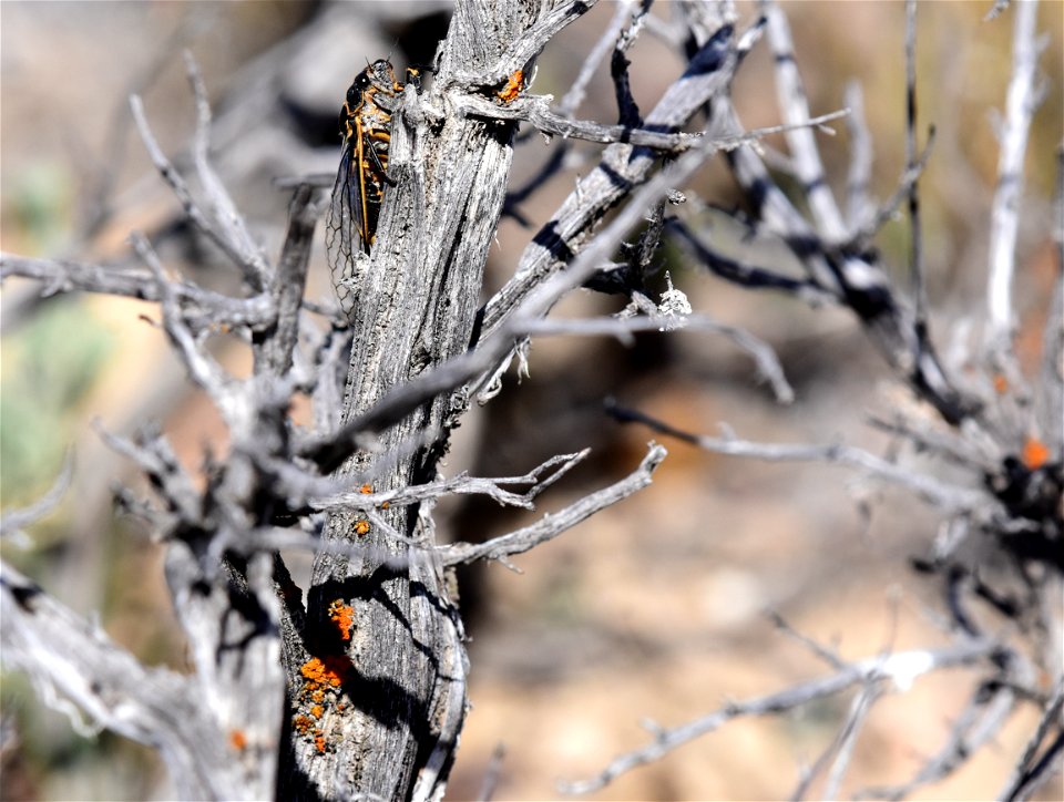 Sagebrush cicada (Okanagana bella) at Seedskadee National Wildlife Refuge Wyoming
