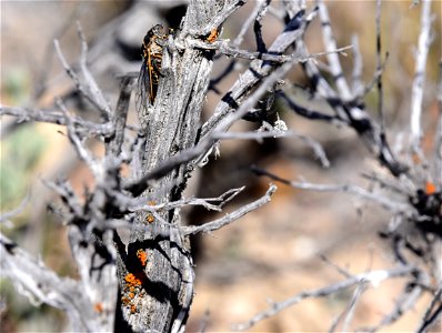 Sagebrush cicada (Okanagana bella) at Seedskadee National Wildlife Refuge Wyoming