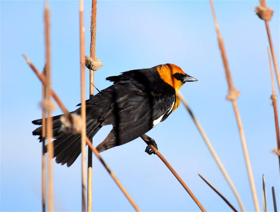 Yellow headed blackbird at Seedskadee National Wildlife Refuge