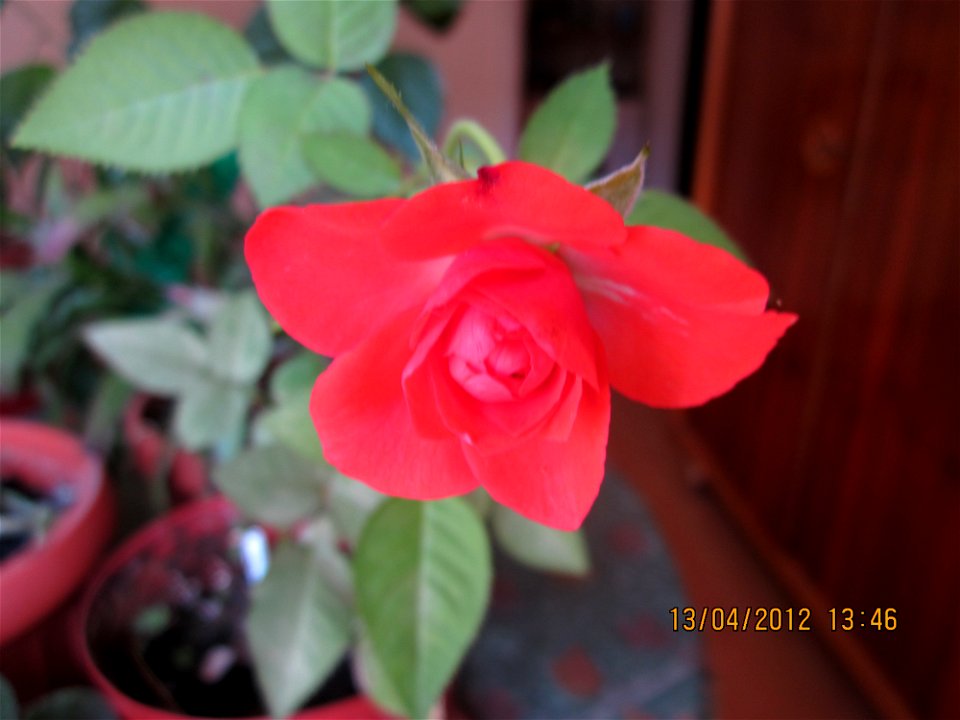 trandafmic2012_0413_134654