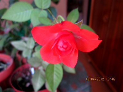 trandafmic2012_0413_134654