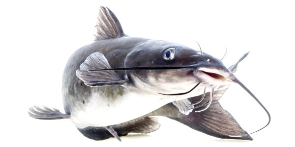 Channel catfish (Ictalurus punctatus) photo
