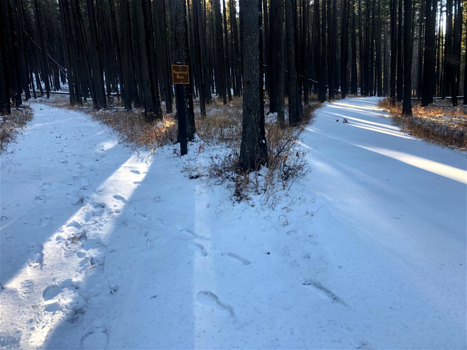 Yeah, Yeah Yeah, Two Paths in the Wood Diverge