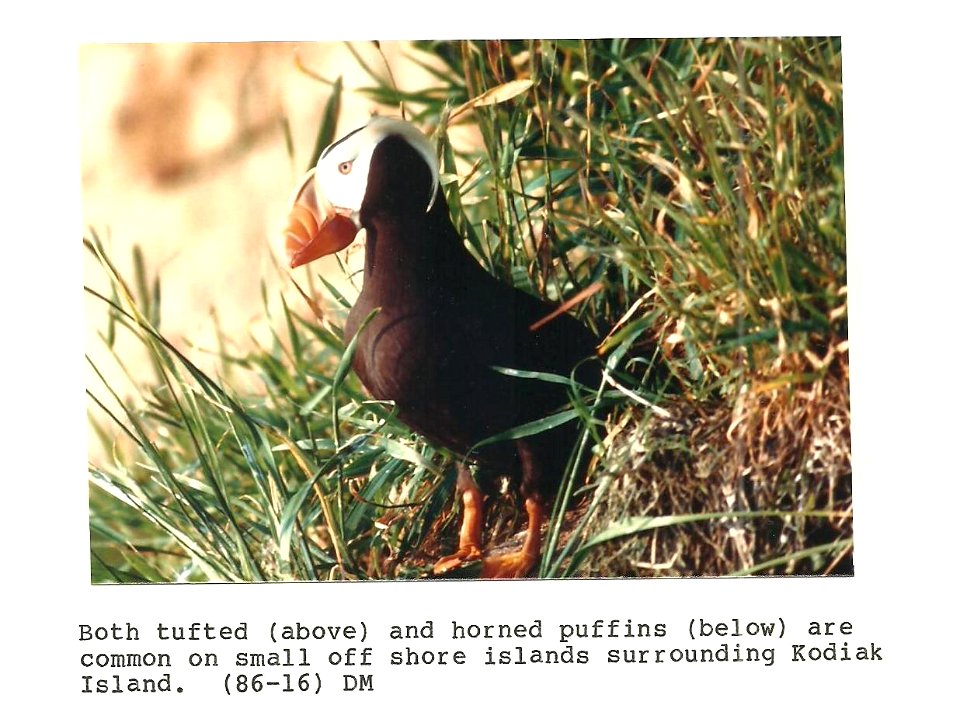 (1986) Tufted Puffin