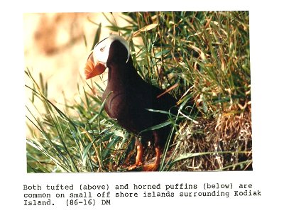 (1986) Tufted Puffin