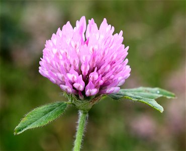 Trifolium wormskjoldii (Springbank clover) (07-02-2022) point st george, del norte co, ca -02