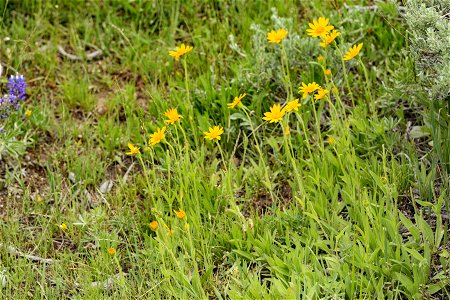 Arnica fulgens