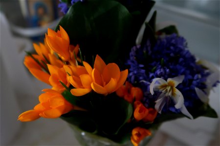 flori_flowers-花卉-2023_0225_155539(1)