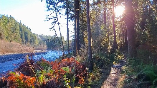 Autumn morning walk along the Old Sauk Trail, Mt. Baker-Snoqualmie National Forest. Video by Anne Vassar December 2, 2020.