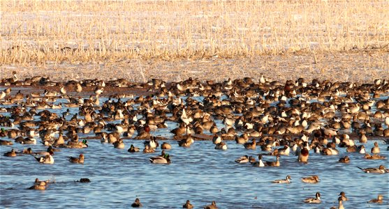 Spring Dabbling Ducks Huron Wetland Management District