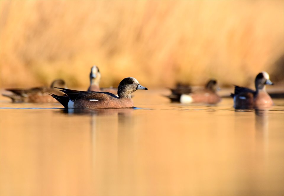 American wigeon at Seedskadee National Wildlife Refuge Wyoming
