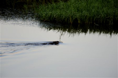 Beaver photo