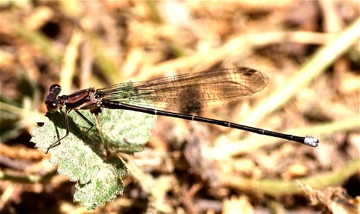 DANCER, BLUE-TIPPED (Argia tibialis) (06-03-2023) maybe young male, brumley nature preserve north, orange co, nc -01