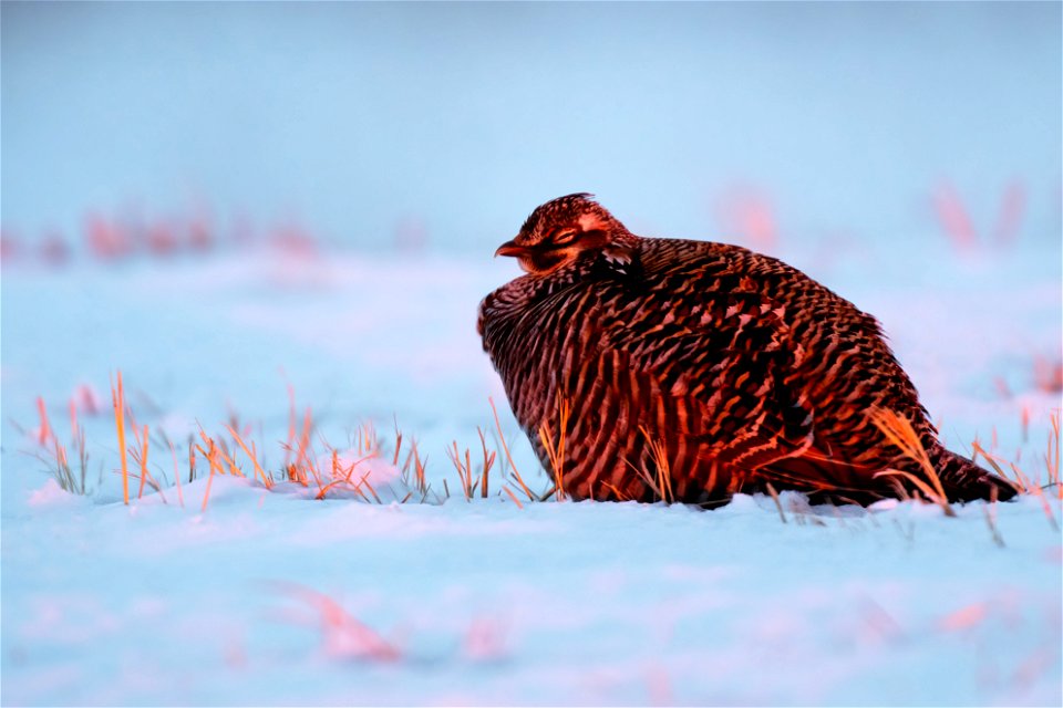 Greater prairie chicken photo