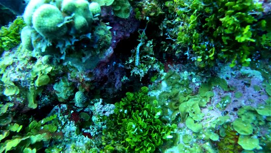 Nudibranchs on Video Padi Point San Andres Colombia