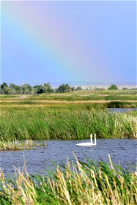Trumpeter swans at Seedskadee National Wildlife Refuge