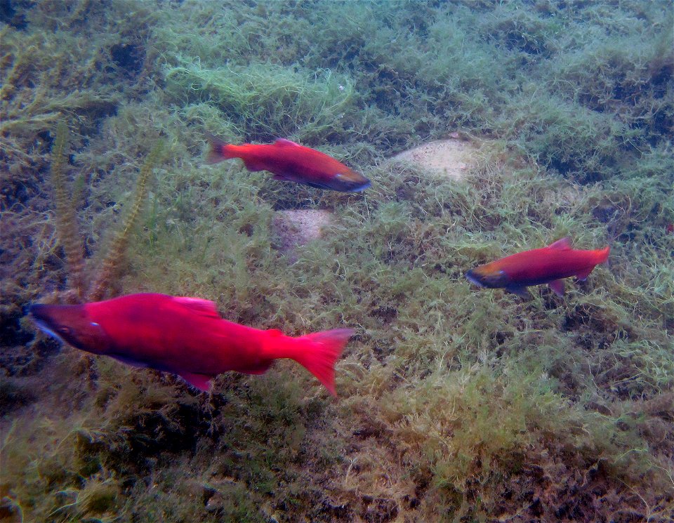 Sockeye life history variation in Hidden Lake
