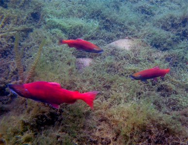 Sockeye life history variation in Hidden Lake photo