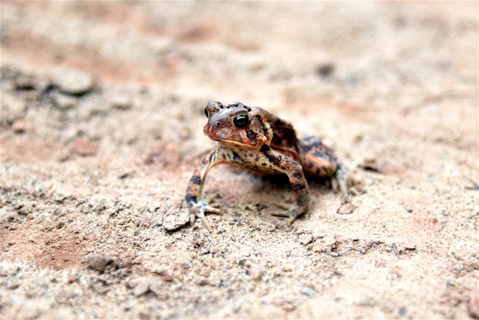 American toad photo