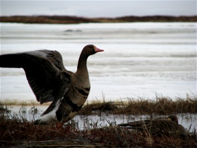 White fronted goose photo