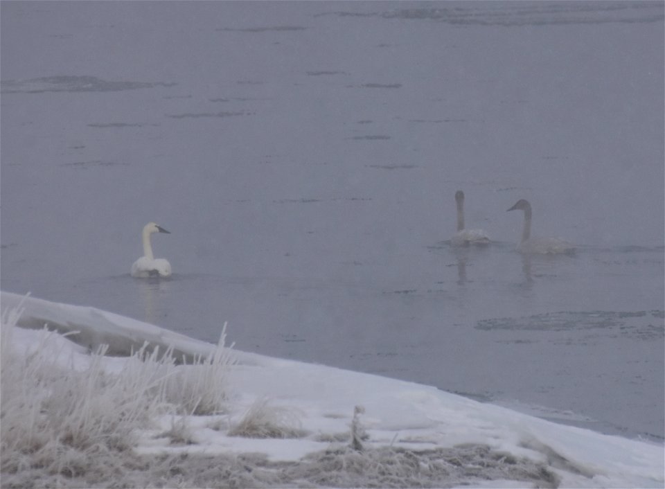 Trumpeter swan at Seedskadee National Wildlife Refuge