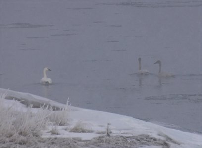 Trumpeter swan at Seedskadee National Wildlife Refuge