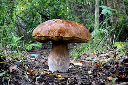 Bolete. photo