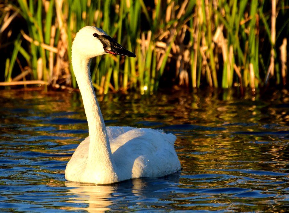 Trumpeter swan at Seedskadee National Wildlife Refuge