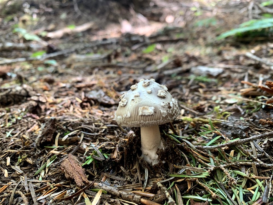 Mushroom at Goat Lake, Mt. Baker-Snoqualmie National Forest. Photo By Sydney Corral July 5, 2021