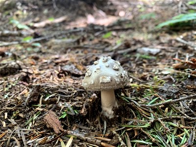 Mushroom at Goat Lake, Mt. Baker-Snoqualmie National Forest. Photo By Sydney Corral July 5, 2021 photo