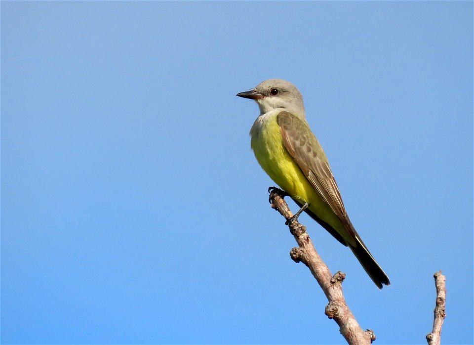 Western Kingbird