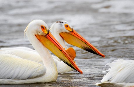 American white pelicans photo