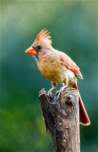 Northern Cardinal Female photo