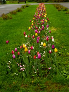 Herestrau Park in spring (52)