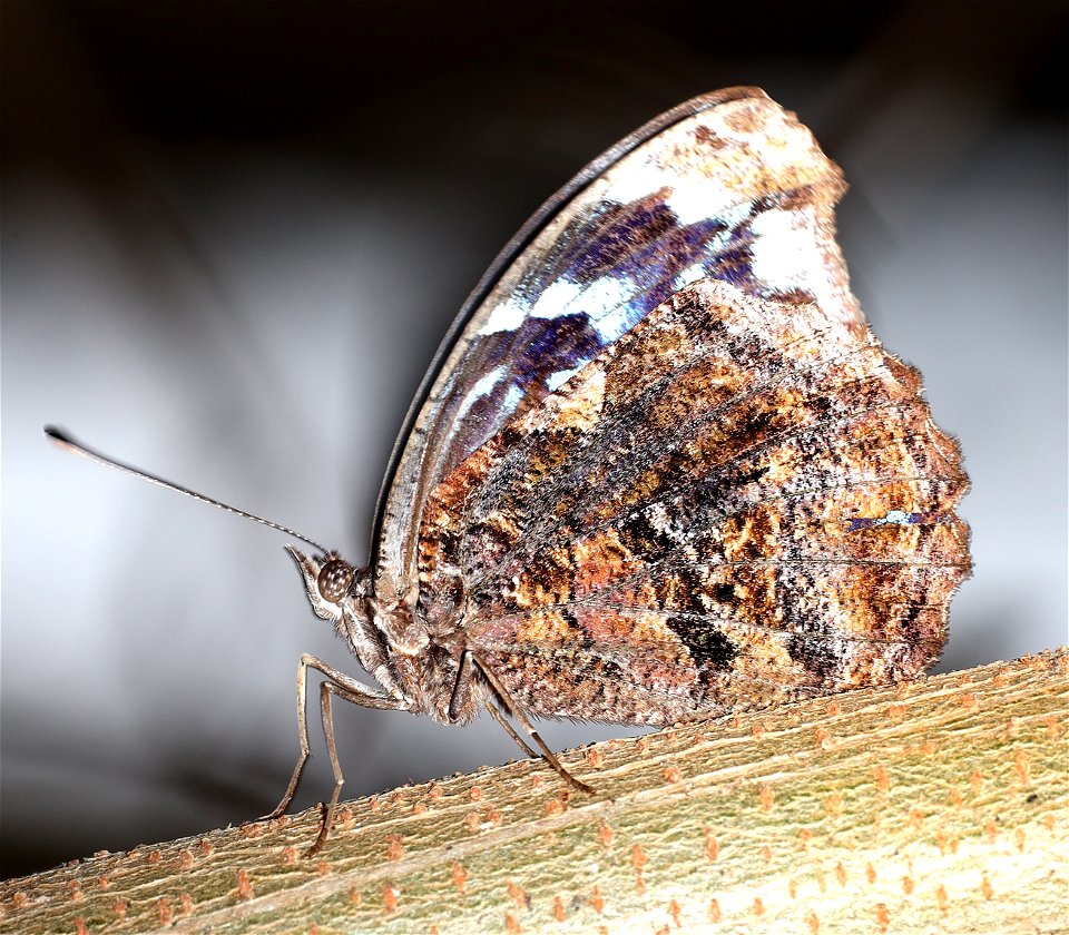 BLUEWING, MEXICAN (Mysceia ethusa) (12-03-2021) the butterfly center, hidalgo co, tx -01 (1)