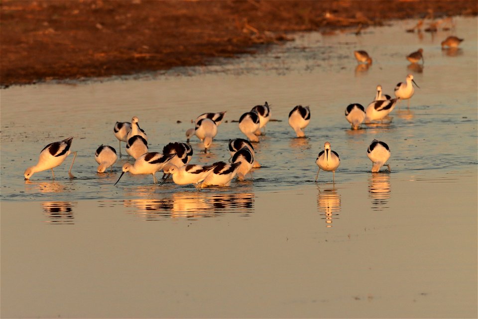 Fall Plumage American Avocets Huron Wetland Management District