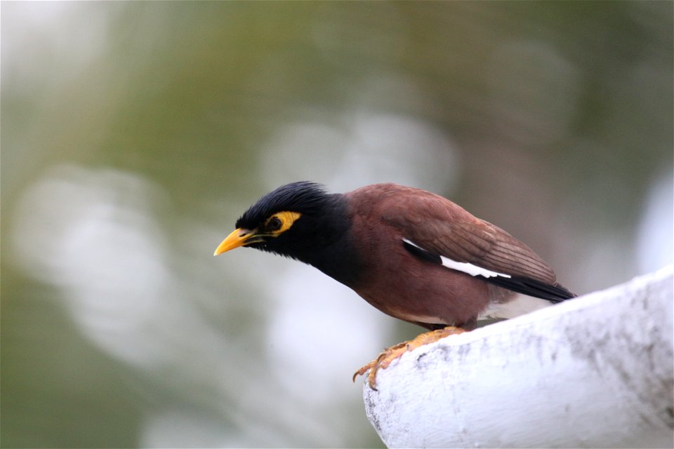 Acridotheres tristis 3