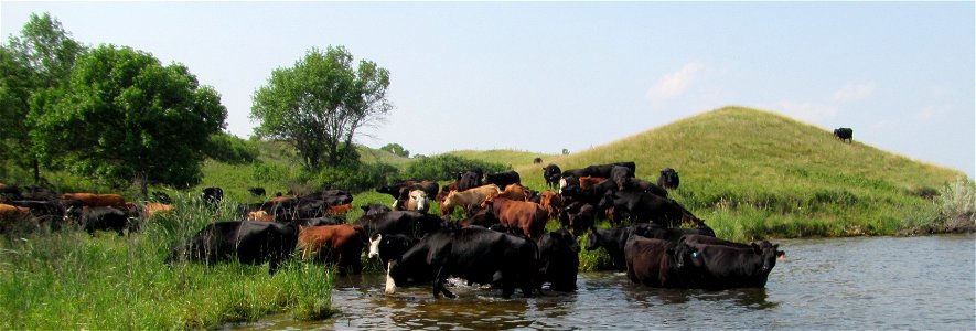 Cattle Cool Off in the River photo
