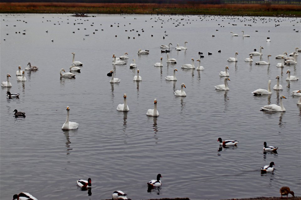 Whooper Swans photo