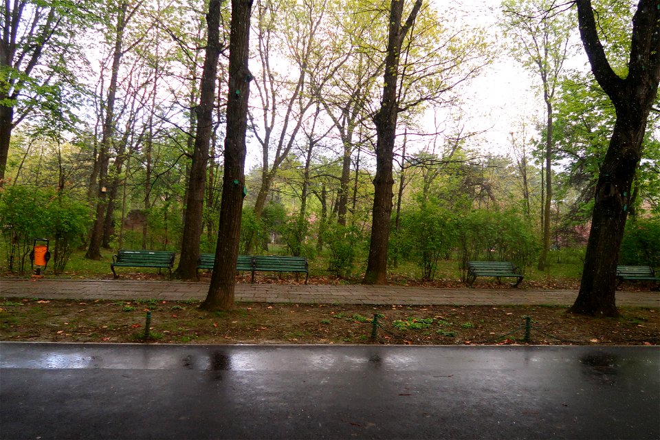 japanes_garden_rain_Herastrau (41)