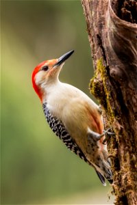 Male Red-bellied Woodpecker photo