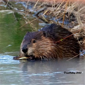 American Beaver photo