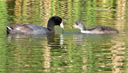 American Coot with young on the Huron Wetland Management District photo